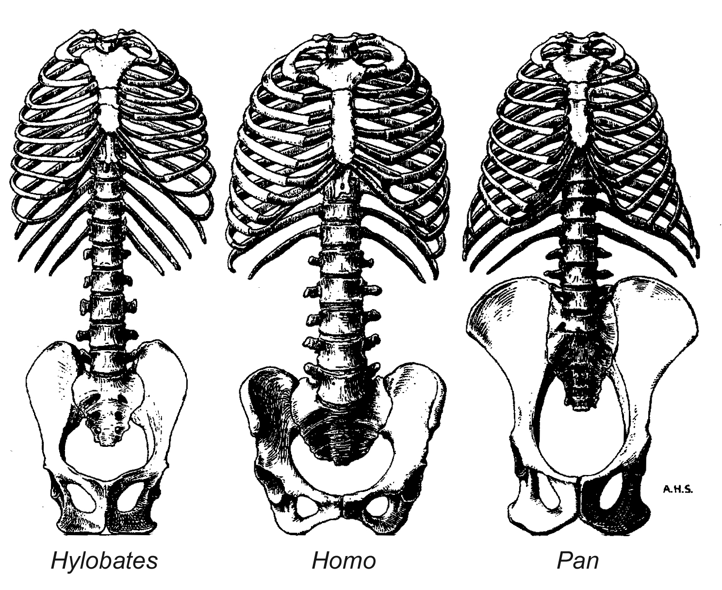 1488x1216 Skeleton Human Bone Illustration Bones Skeletons