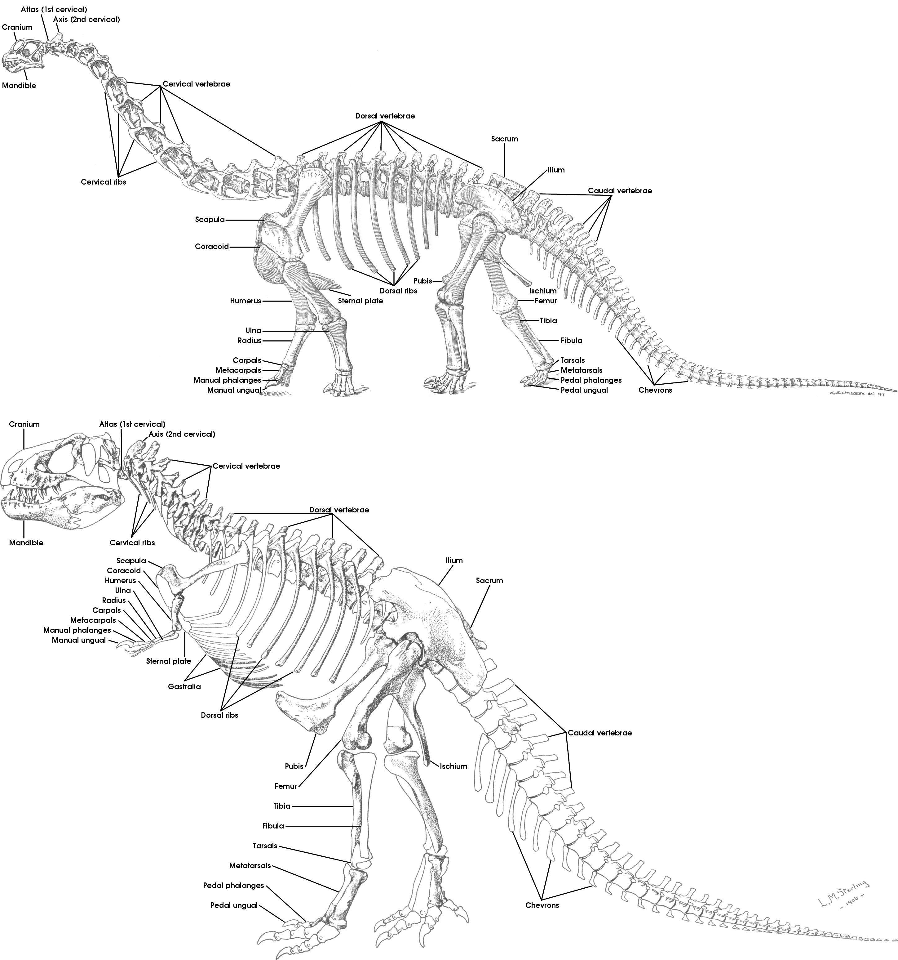 2897x3095 Geol 104 Fc Anatomy Amp Taxonomy