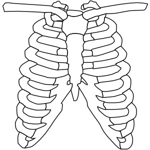 300x300 Rib Clipart