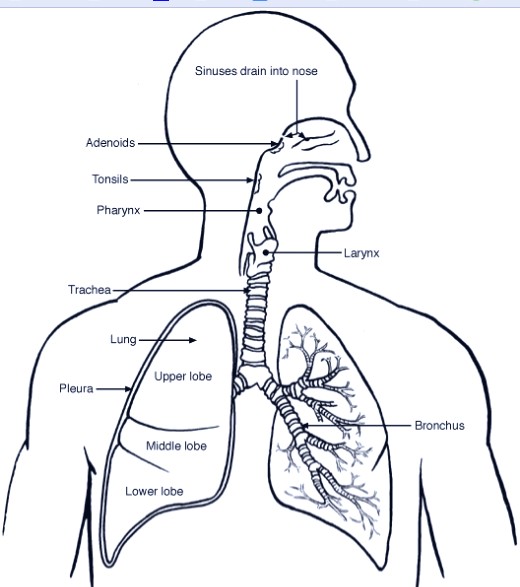 520x587 Tag Human Anatomy Lungs Ribs Archives