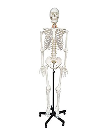 334x445 Wellden Medical Anatomical Human Skeleton Model, 170cm, Life Size