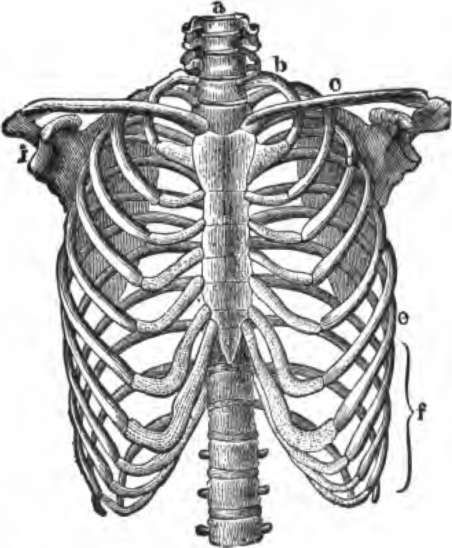 452x548 Skeleton Ribs Drawing