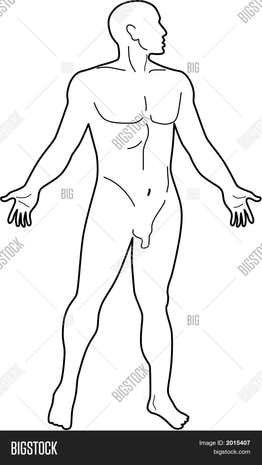 915x1620 Human Anatomy Silhouette Vector Amp Photo Bigstock
