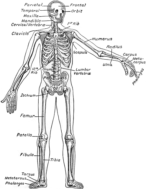 495x640 The Human Skeleton Clipart Etc