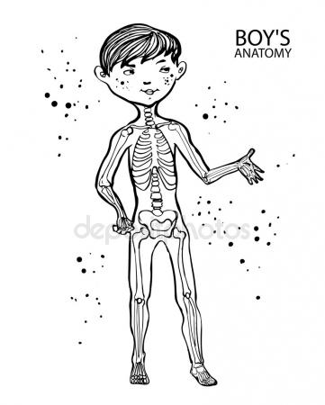 361x450 Vector Cartoon Illustration Of Human Skeletal System For Kids