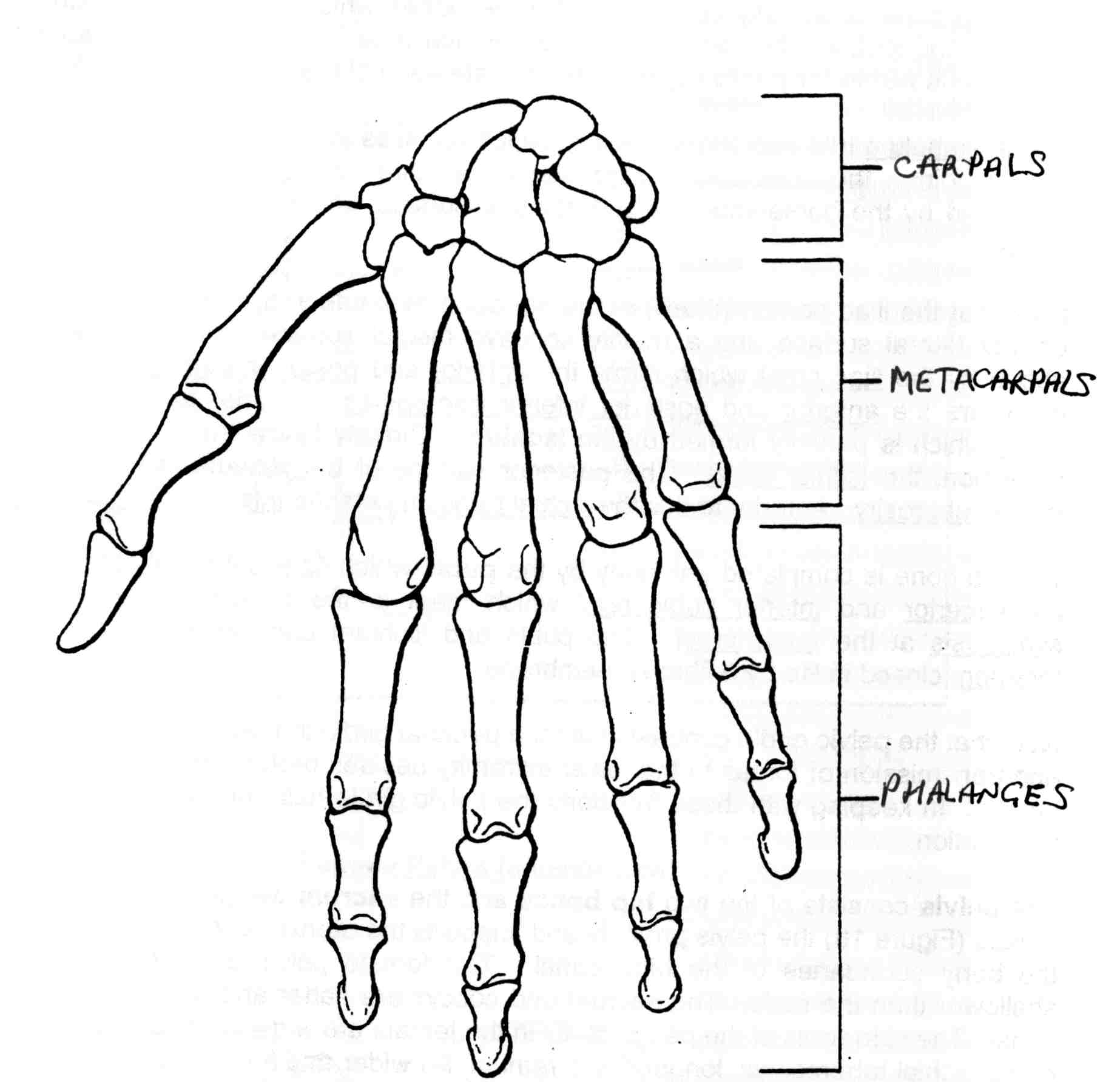 1846x1782 Draw And Label Of Human Skeleton 804 Skeleton Lab