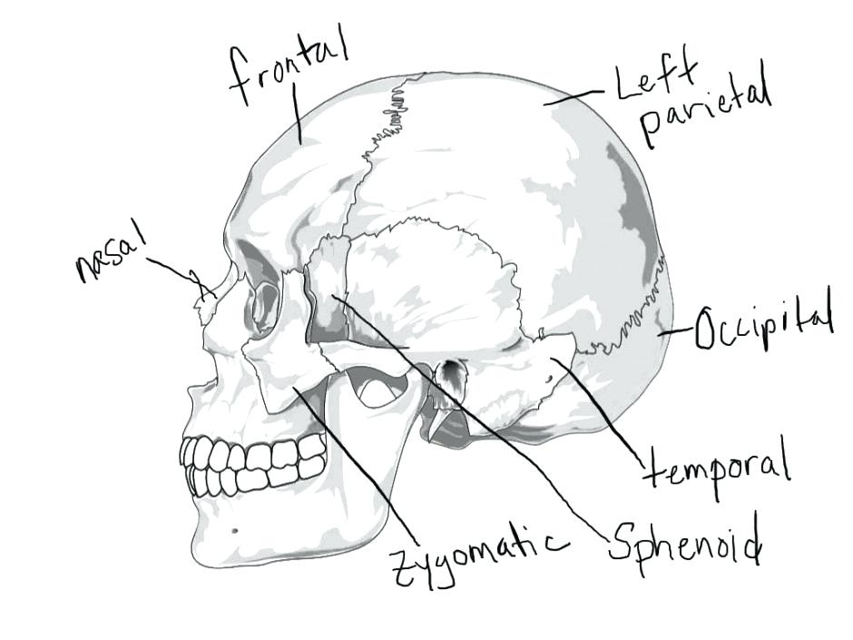 940x705 Human Anatomy Coloring Pages Heart Anatomy Coloring Pages How