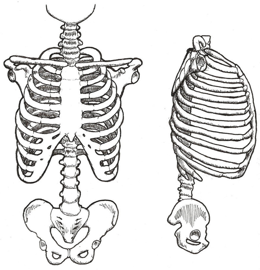 877x911 Human Skeleton Ribs Drawing