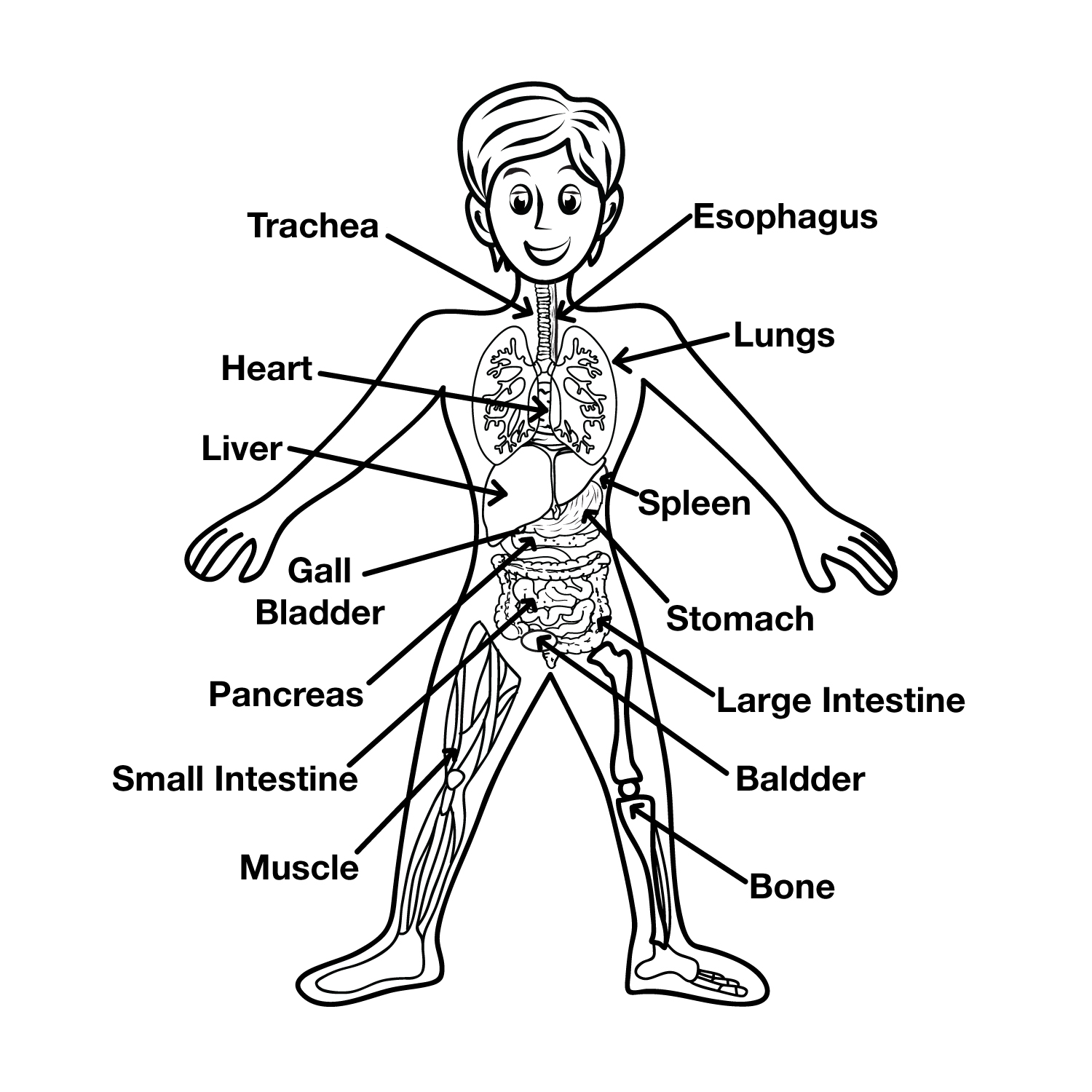 1500x1500 Human Body Clipart For Kids Bones