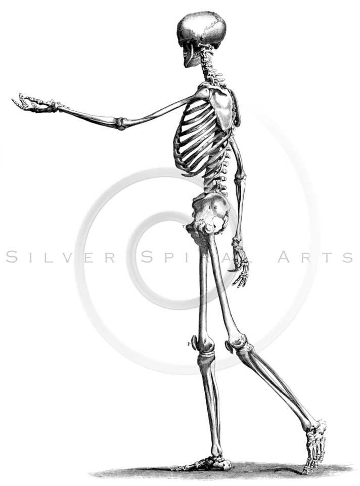 712x960 Royalty Free Stock Vintage Illustrations Photo Keywords Skeleton