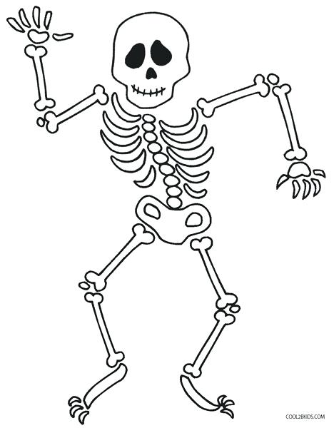 Human Skeleton Drawing at GetDrawings | Free download