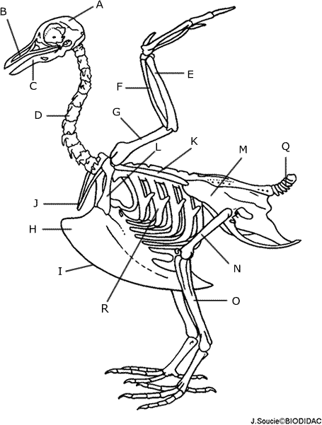 455x601 Comparing Human To Bird Skeleton Biology