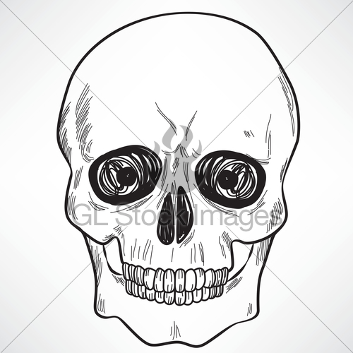 500x500 Human Skull Gl Stock Images