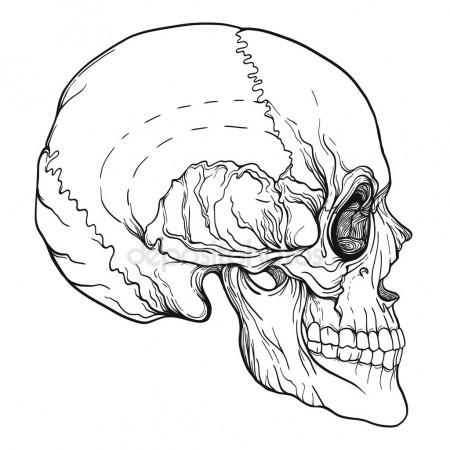 450x450 Human Skull Realistic Hand Drawing Isolated Stock Vector