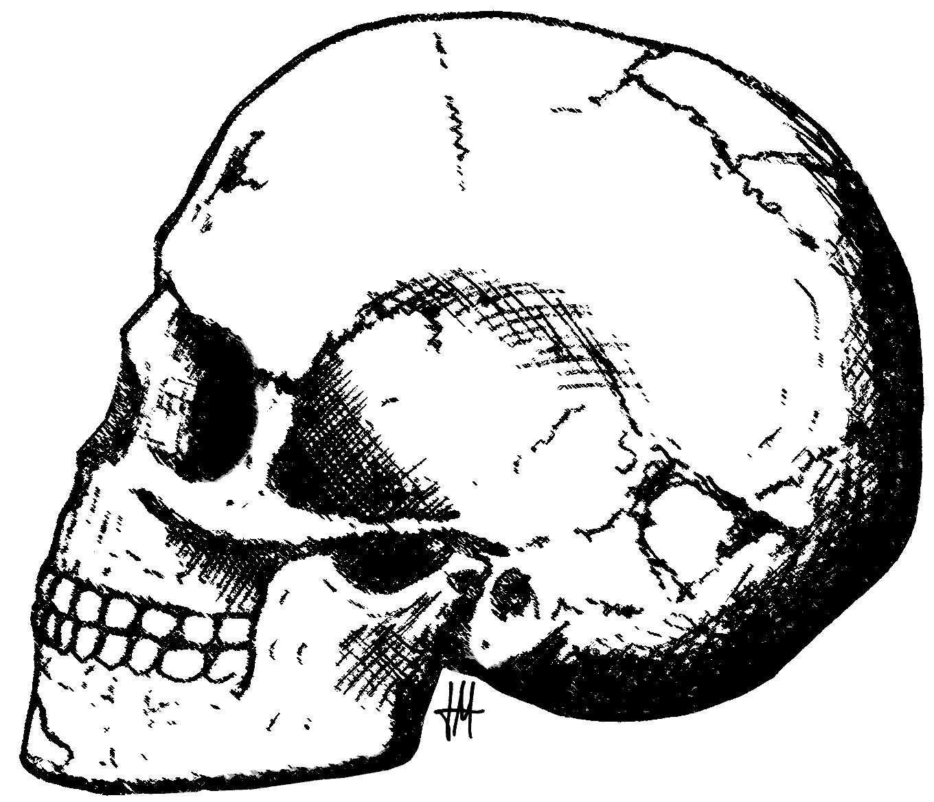 1360x1168 Human Skull
