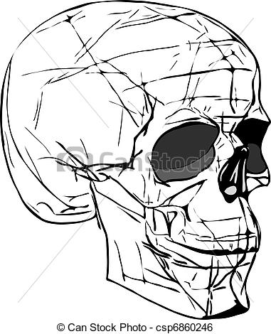 381x470 Human Skull Line Drawing