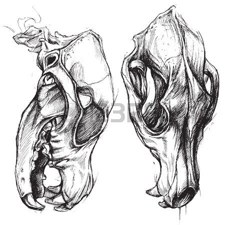 450x450 Dog Skull Stock Vector Ink