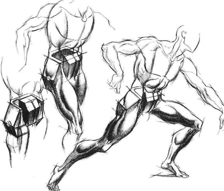 736x628 30 Best Burne Hogarth Amp Anatomy Images On Drawing