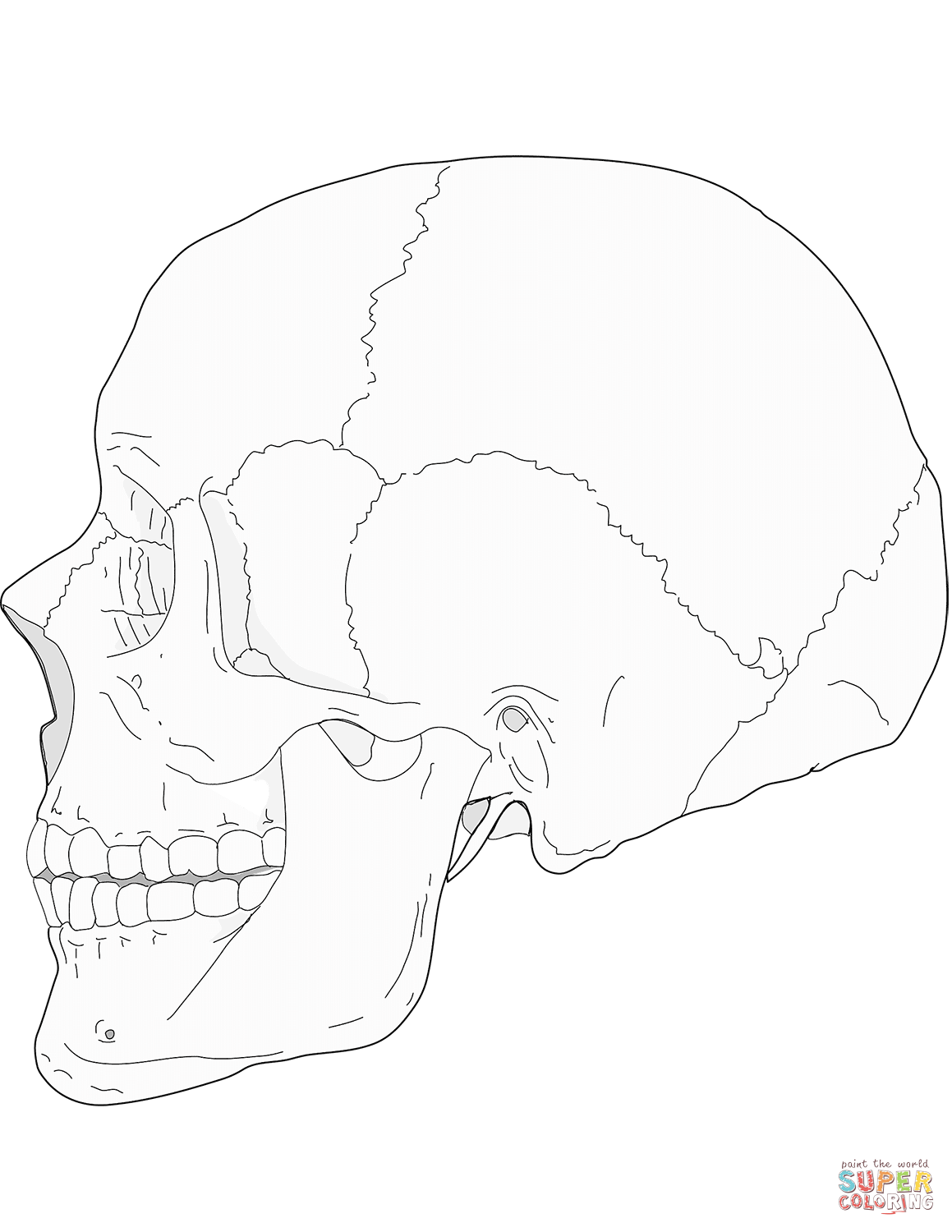 1159x1500 Human Skull Side View Coloring Page Free Printable Coloring Pages
