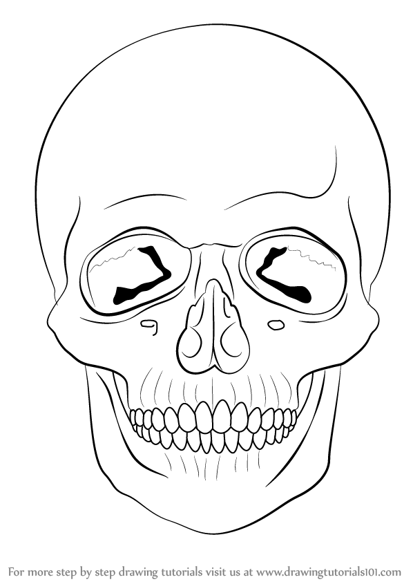 598x845 Learn How To Draw A Skull (Skulls) Step By Step Drawing Tutorials