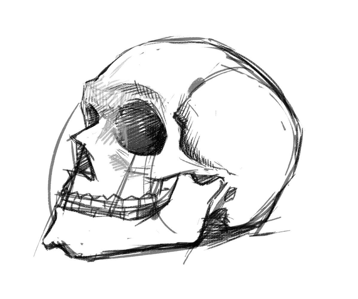 Human Skull Drawing Tutorial at GetDrawings | Free download