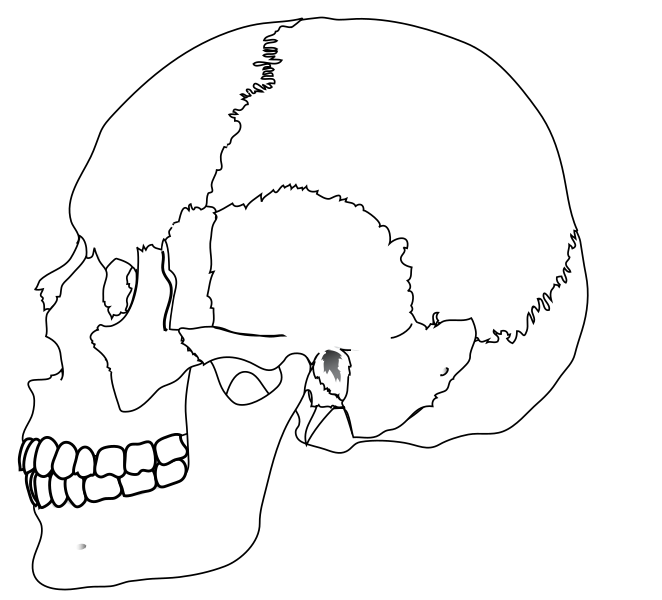 Human Skull Line Drawing at GetDrawings | Free download