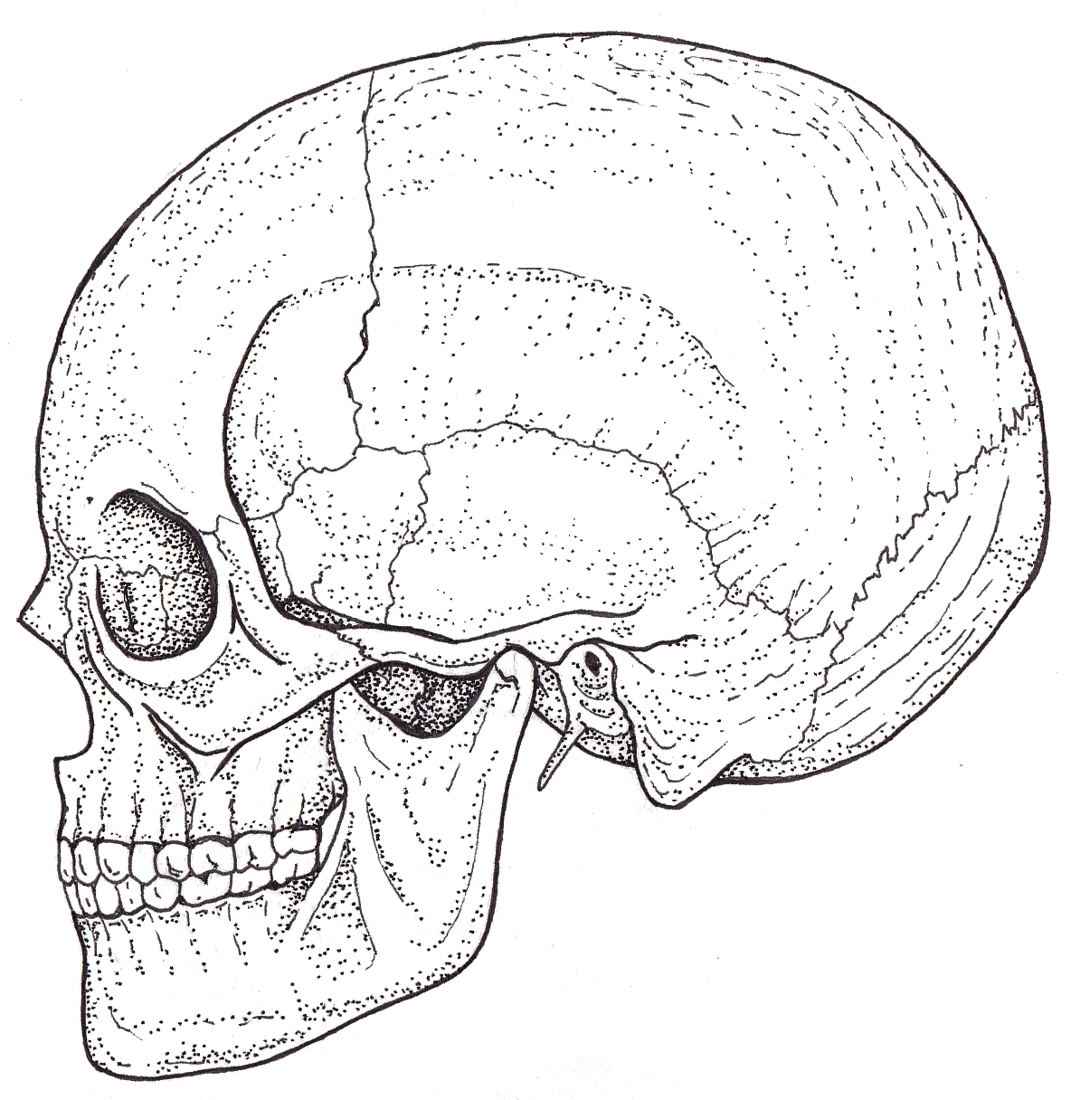1184x1216 Fileskull.black White Illustration.jpg