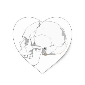 324x324 Human Skull Drawing Stickers Zazzle