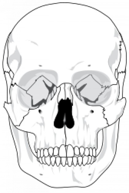 420x626 Human Skull