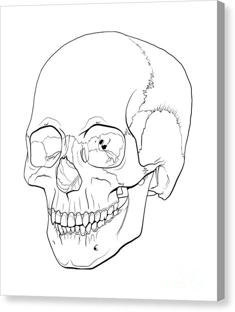 468x622 Mastoid Process Canvas Prints Fine Art America