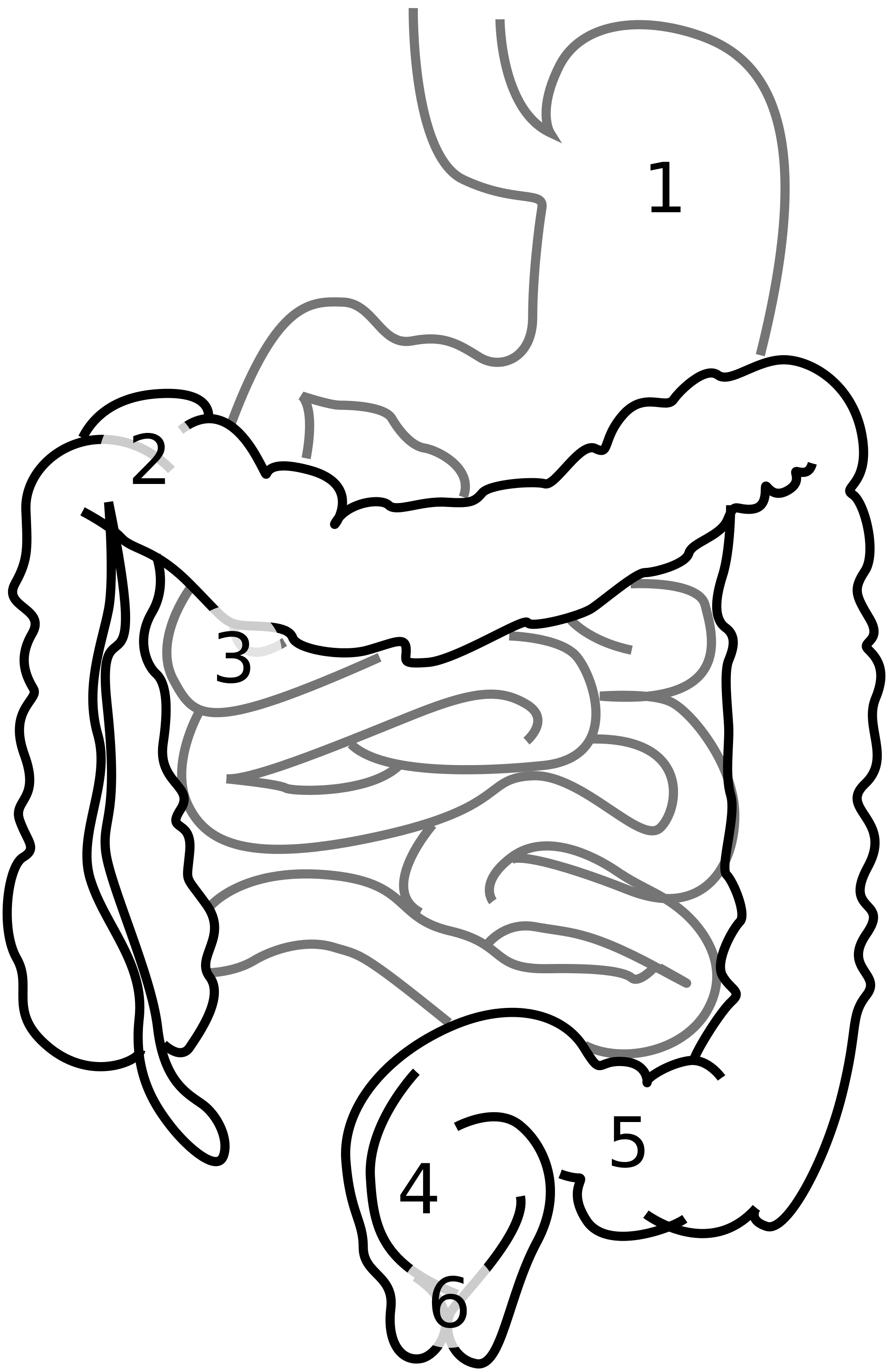 2000x3090 Fileintestine Diagram Num.svg