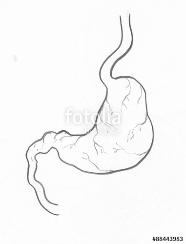 381x500 Human Stomach Anatomy Of The Internal Digestive Organ With Cross