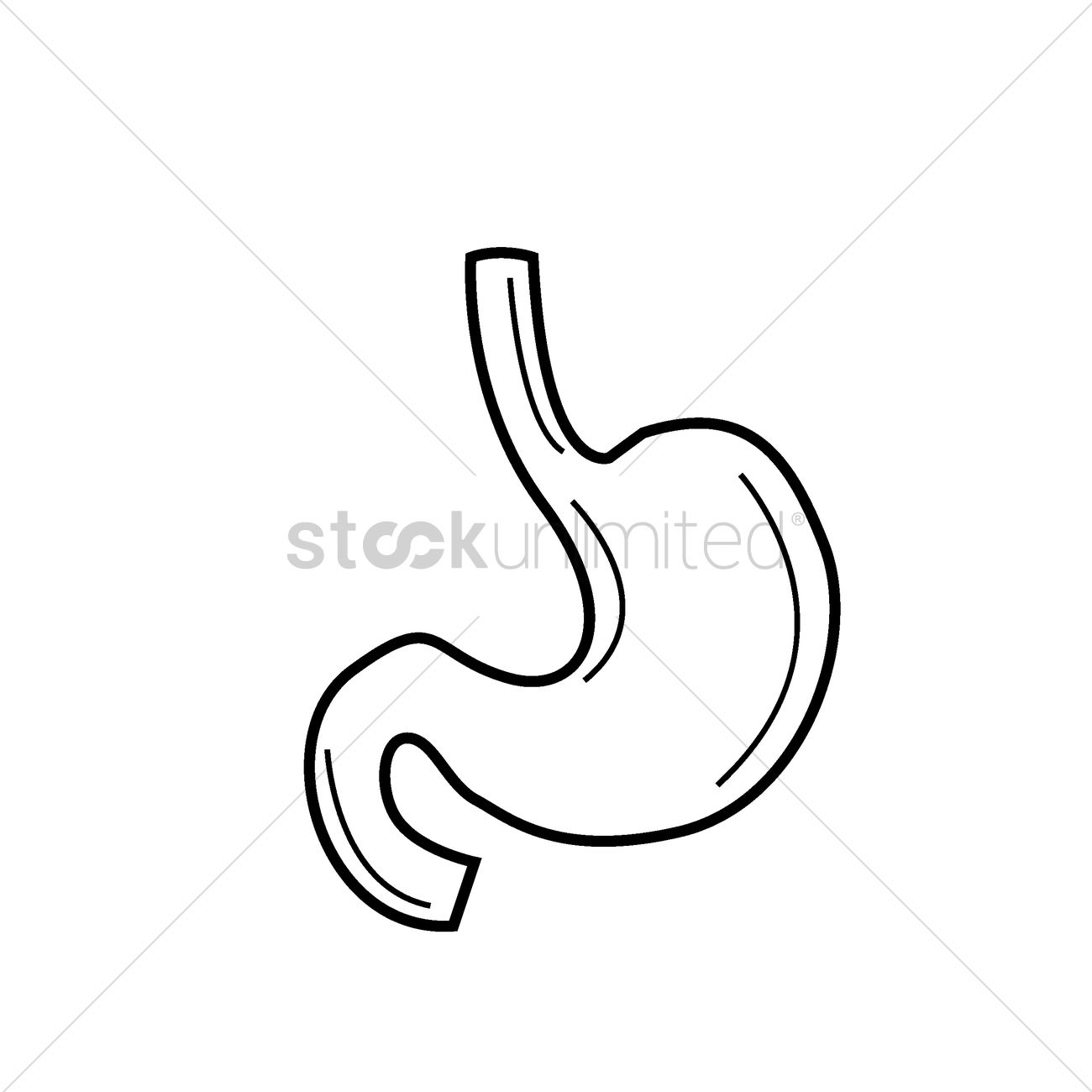 1300x1300 Human Stomach Vector Image