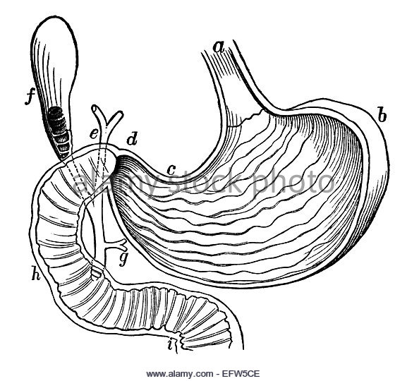577x540 Illustration Diagram Human Stomach Anatomy Stock Photos