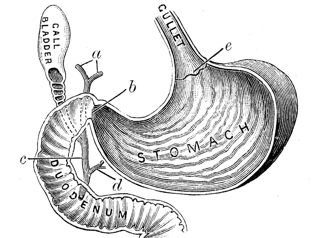 1200x900 Internal Human Organs