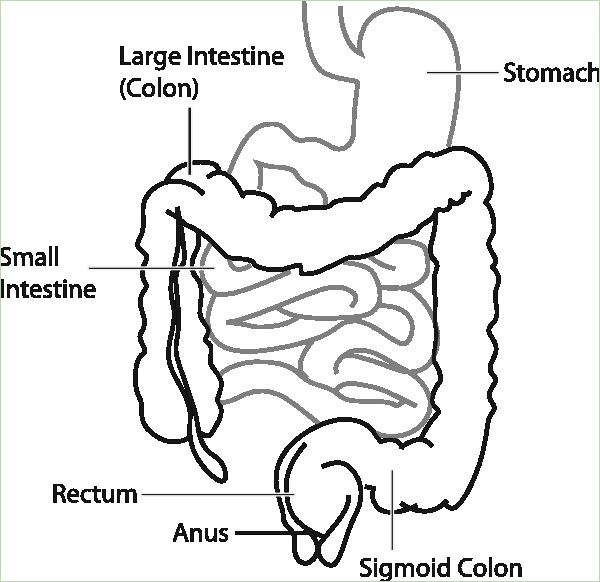 600x582 Diagram Of Intestinal System