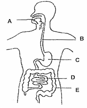 278x347 The Digestive System (Lesson 0389)