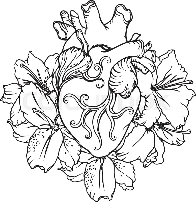 777x800 Stylized Anatomical Human Heart Drawing. Heart With White Lilies
