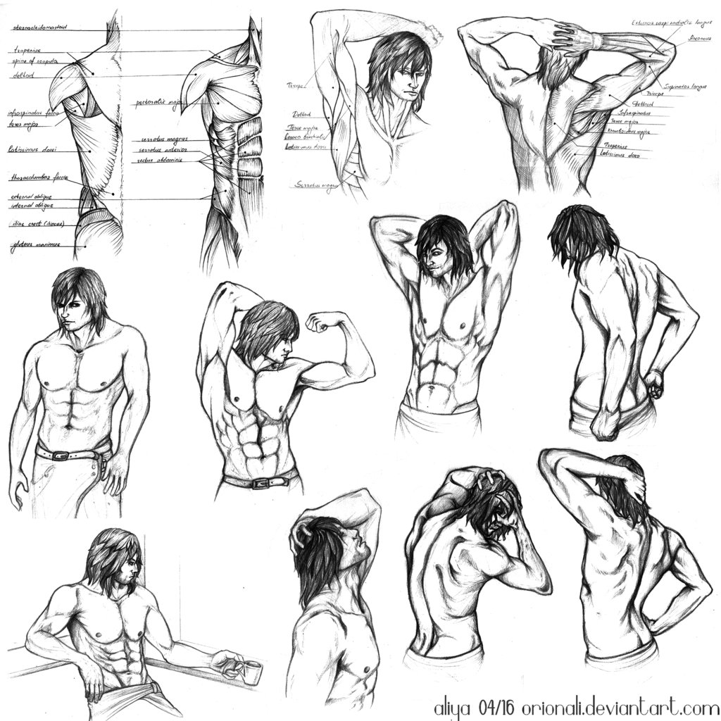 1024x1024 Torsoack Anatomy Dump By Orionali