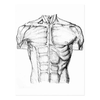 324x324 Anatomical Drawing Postcards Zazzle Uk