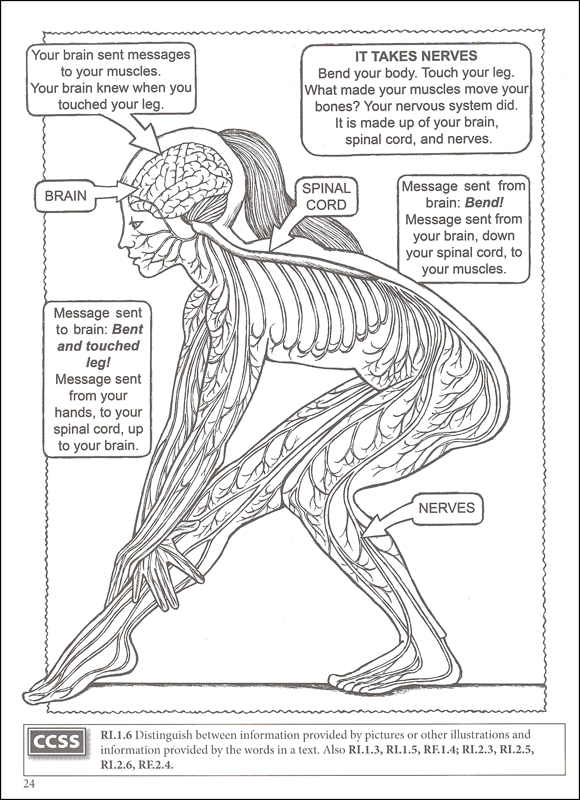 580x800 My First Human Body Coloring Book (Boost Series) (018028) Details