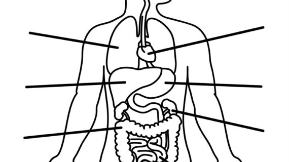 570x320 Outline Drawing Of Human Body Human Body Anatomy Outline Printable