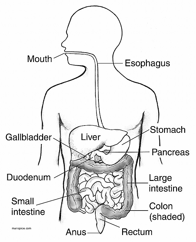 650x800 Human Anatomy Anatomy Human Body Elegant Diagram A Digestive