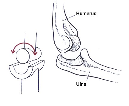 432x356 Human Anatomy Diagram Miraculous Humerous Ulna Parts Of Human