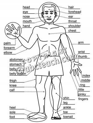 300x394 Human Body Parts Clipart