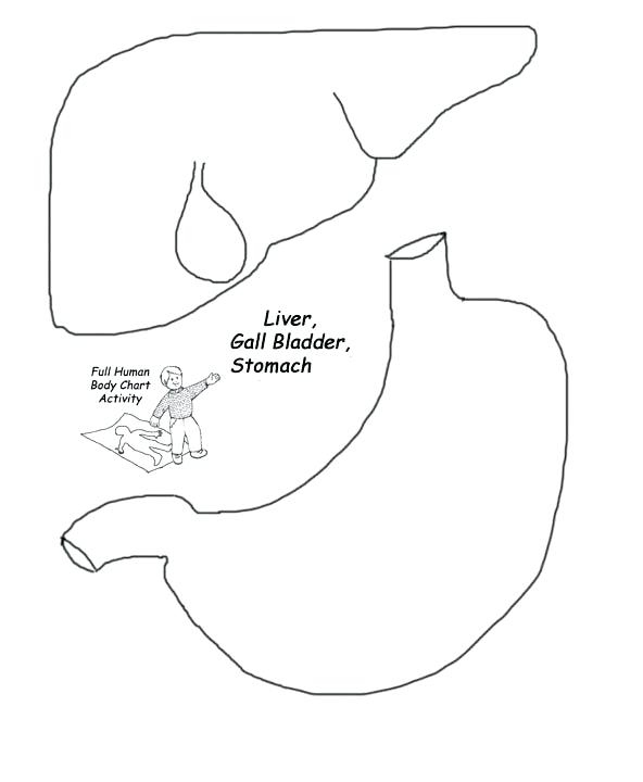 592x720 Printable Human Body Life Size Printable Organs Worksheet Human