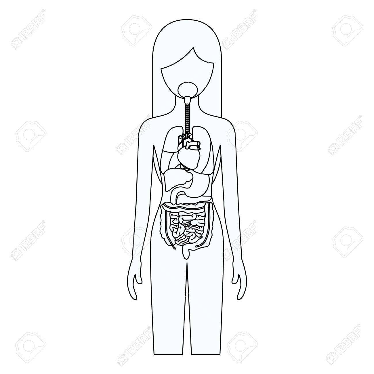 1300x1300 Sketch Silhouette Of Female Person With Internal Organs System