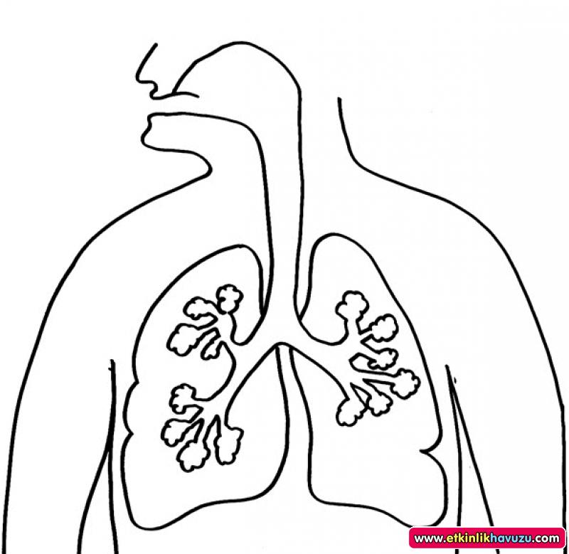 800x779 Human Body Coloring Pages Details