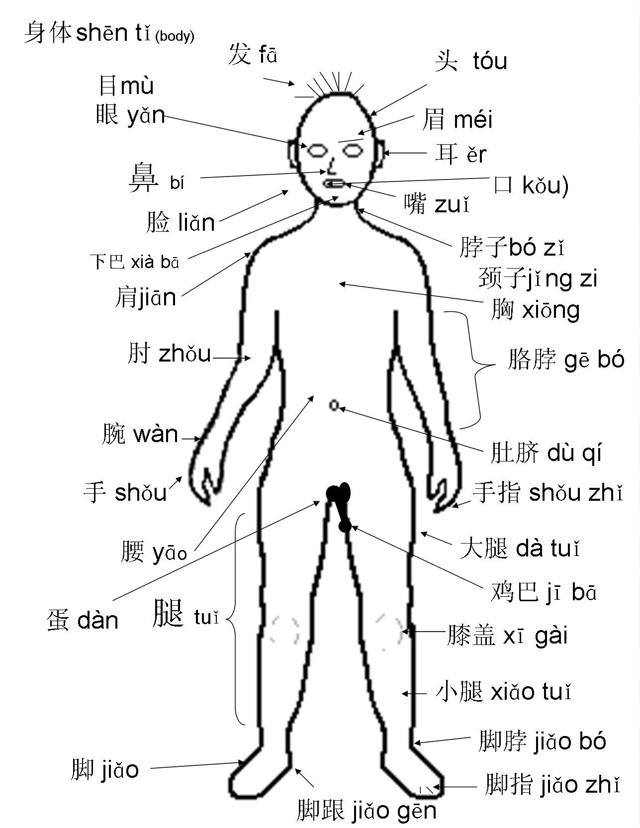 1287x1665 The Human Body Labeled In Spanish