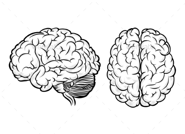 590x429 Human Brain Brain, Font Logo And Fonts
